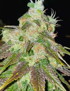 Strawberry Jacuzzi Seeds (Rare Dankness) 🍓 Sweet Hybrid