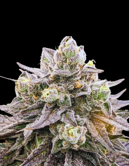 Muscadine Seeds (Rare Dankness) 🍇 Fast Frosty Hybrid