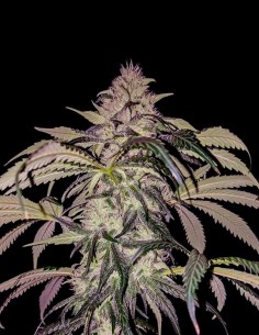 Purple Swish Haze Regular Samen (Rare Dankness) 🍓 Haze