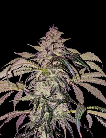 Purple Swish Haze Regular Samen (Rare Dankness) 🍓 Haze