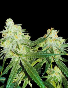 Scotts Haze Reguläre Samen (Rare Dankness) 🍋 Zitronen-Gas