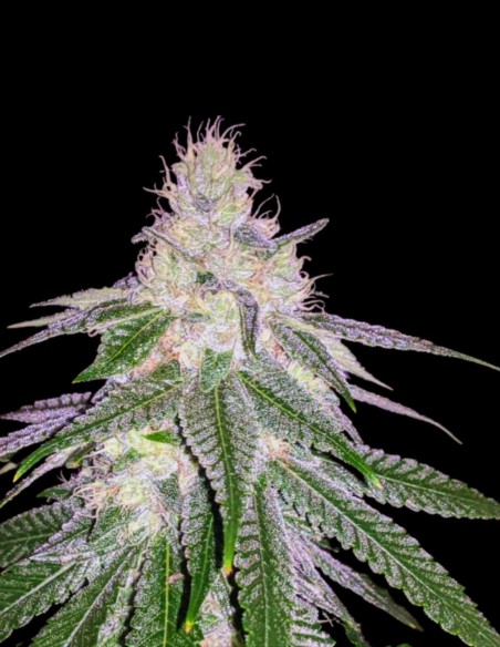 Purple Hashplant Haze Regular Samen 🌸 (Rare Dankness)