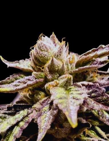 Lemon Ghost Train Seeds (Rare Dankness) 🍋 Citrus Power