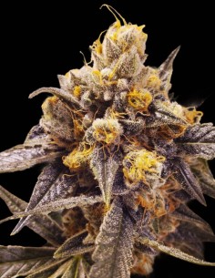 F-Cut-LRTK Regular Samen (Rare Dankness) 🌿 Harzreich