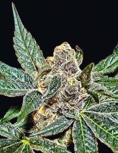 Sumptuouz Regular Samen (Rare Dankness) 🍬 Süßer Kush