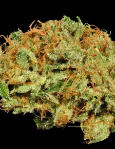 Ghost Train Haze #9 Samen (Rare Dankness) ⚡ Energie