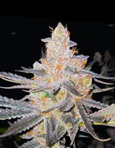 Vaders Starkiller Seeds (Rare Dankness) 🌿 Dense Buds