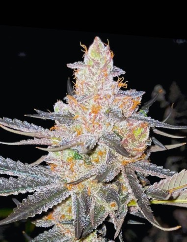 Vaders Starkiller Seeds (Rare Dankness) 🌿 Dense Buds