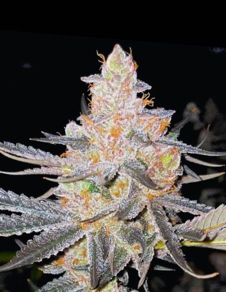 Vaders Starkiller Seeds (Rare Dankness) 🌿 Dense Buds