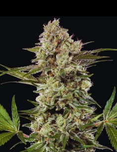 Banana Runtz Seeds (Barneys Farm) 🍌 Sweet Tropical