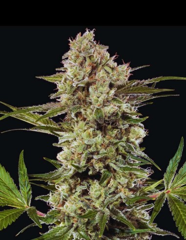 Banana Runtz Seeds (Barneys Farm) 🍌 Sweet Tropical