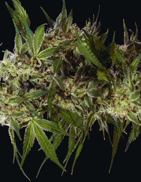 Banana Runtz Seeds (Barneys Farm) 🍌 Sweet Tropical