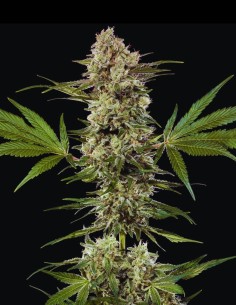 Banana Runtz Seeds (Barneys Farm) 🍌 Sweet Tropical 2