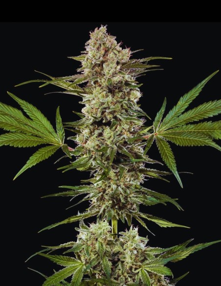 Banana Runtz Seeds (Barneys Farm) 🍌 Sweet Tropical