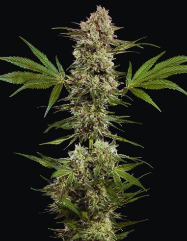 Banana Runtz Seeds (Barneys Farm) 🍌 Sweet Tropical