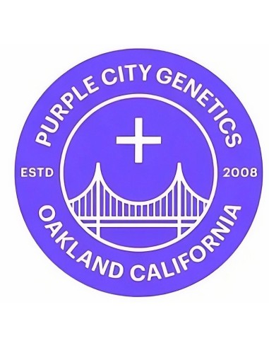 Lemon Cherry Blossoms Seeds 🍋 (Purple City Genetics)