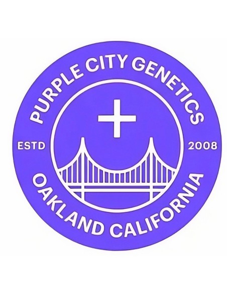 Lemon Cherry Blossoms Seeds 🍋 (Purple City Genetics)