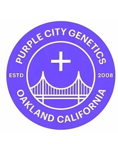 Blue Ginseng Seeds (Purple City Genetics) 🔥 Fast Purple