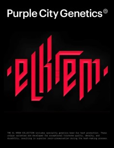 Bogarts Seeds (Purple City Genetics) 🥭 Creamy Fruity Intensity