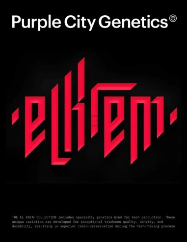 Bogarts Seeds (Purple City Genetics) 🥭 Creamy Fruity Intensity