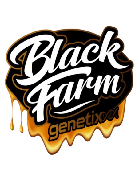 Piña Colada Seeds (Black Farm Genetix) 🍍 Sweet Hybrid
