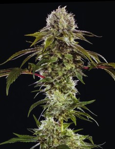 Durban Poison Seeds (Barneys Farm) 🌿 Sativa Power