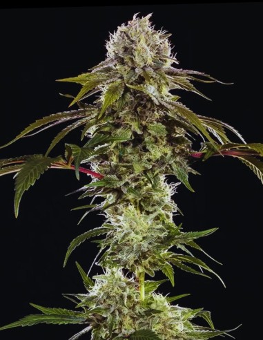 Durban Poison Seeds (Barneys Farm) 🌿 Sativa Power