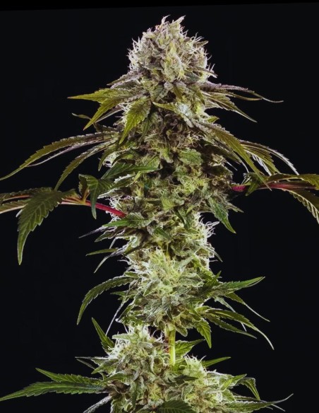 Durban Poison Seeds (Barneys Farm) 🌿 Sativa Power