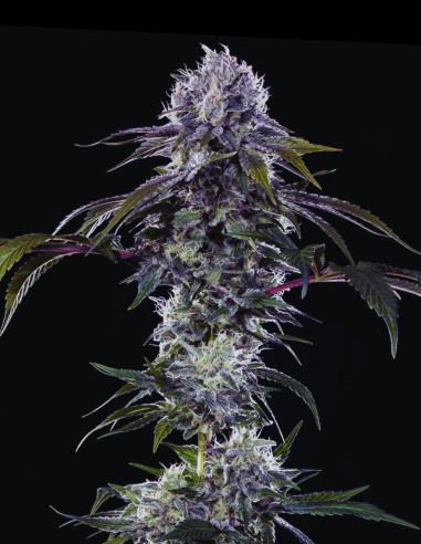 Durban Z Seeds (Barneys Farm) 🍋 Citrus Energy