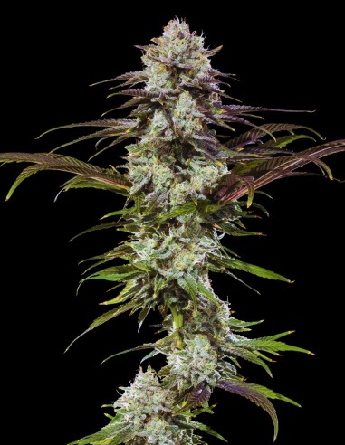 London Pound Cake Seeds (Barneys Farm) 🍰 Sweet Flavor