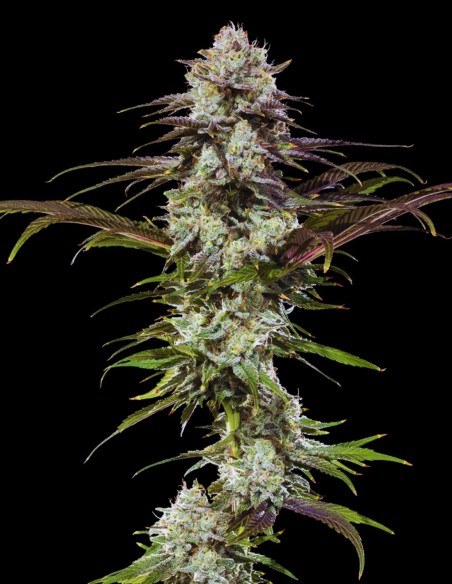 London Pound Cake Seeds (Barneys Farm) 🍰 Sweet Flavor