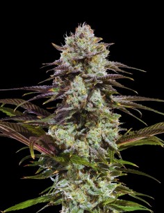 London Pound Cake Seeds (Barneys Farm) 🍰 Sweet Flavor