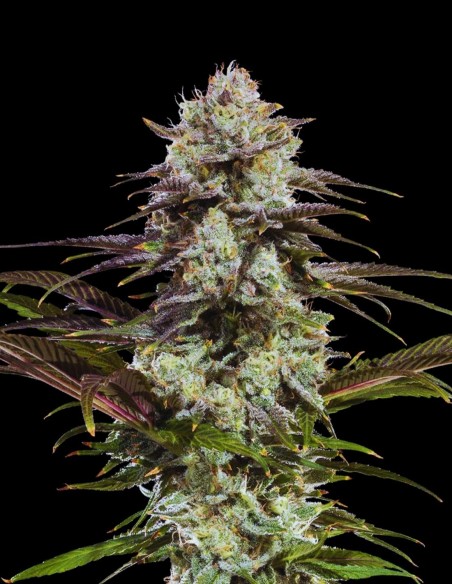 London Pound Cake Seeds (Barneys Farm) 🍰 Sweet Flavor