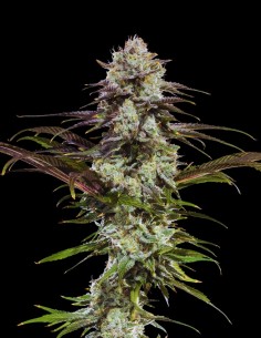 London Pound Cake Seeds (Barneys Farm) 🍰 Sweet Flavor 2