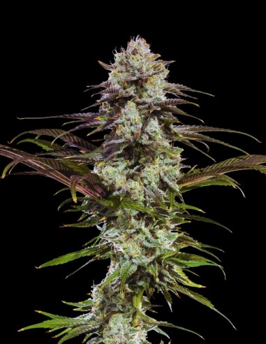 London Pound Cake Seeds (Barneys Farm) 🍰 Sweet Flavor