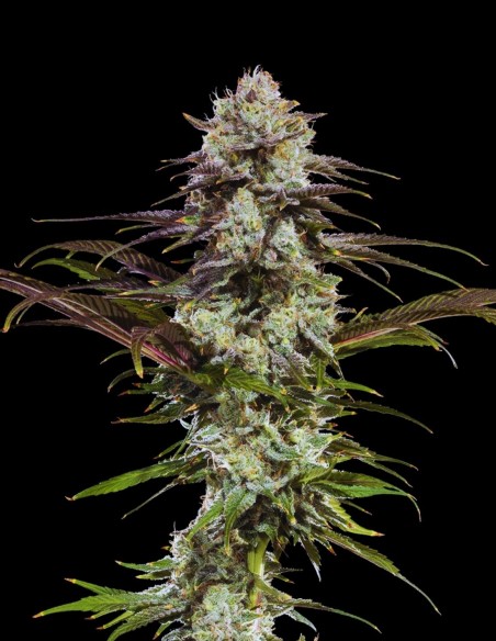 London Pound Cake Seeds (Barneys Farm) 🍰 Sweet Flavor