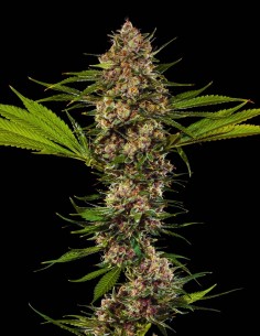 MAC 1 Seeds (Barneys Farm) 🍋 Citrus Cream Flavor