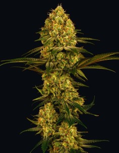Northern Lights Seeds (Barneys Farm) 🌿 Pure Indica Calm