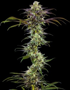 RS11 Seeds (Barneys Farm) 🍒 Sweet Berry Balance