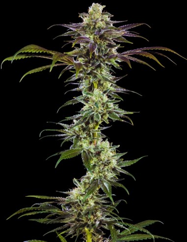 RS11 Seeds (Barneys Farm) 🍒 Sweet Berry Balance