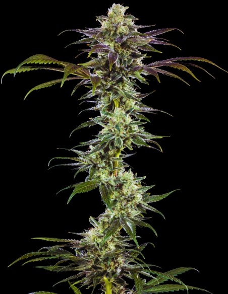 RS11 Seeds (Barneys Farm) 🍒 Sweet Berry Balance