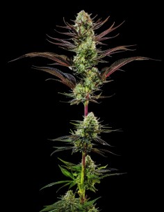 Thin Mint Frosting Seeds (Barneys Farm) 🌿 Sweet Relax 2