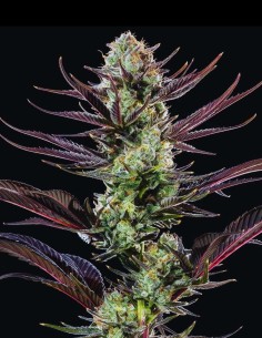 Thin Mint Frosting Seeds (Barneys Farm) 🌿 Sweet Relax