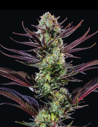 Thin Mint Frosting Seeds (Barneys Farm) 🌿 Sweet Relax