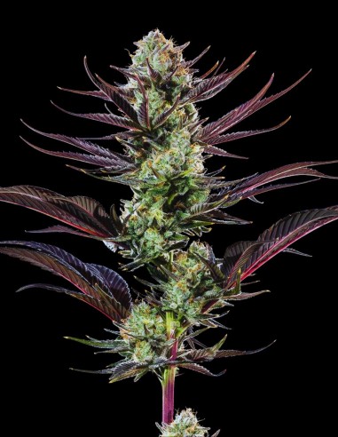 Thin Mint Frosting Seeds (Barneys Farm) 🌿 Sweet Relax