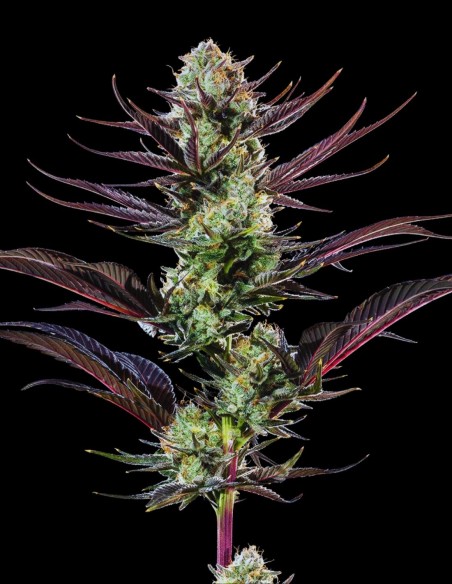 Thin Mint Frosting Seeds (Barneys Farm) 🌿 Sweet Relax