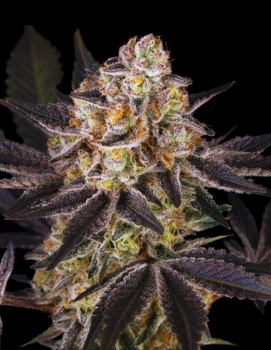 Candy Pack Seeds (Barneys Farm) 🍒 Sweet Mix