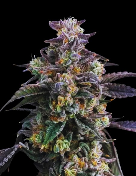 Candy Pack Seeds (Barneys Farm) 🍒 Sweet Mix