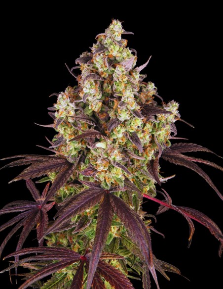 Candy Pack Seeds (Barneys Farm) 🍒 Sweet Mix