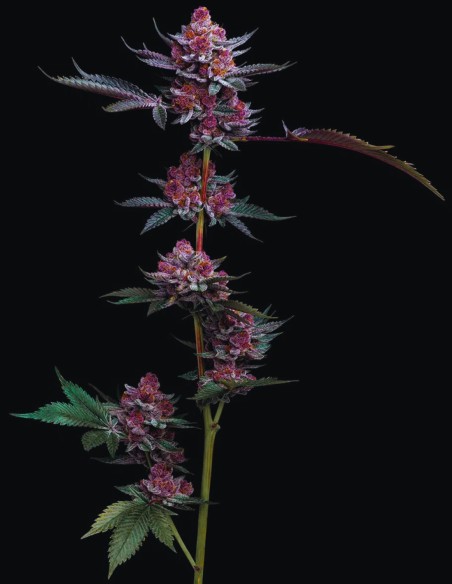 Candy Pack Seeds (Barneys Farm) 🍒 Sweet Mix